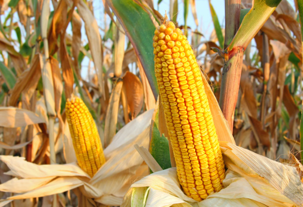 20180320132640_49603 20180320132640_49603